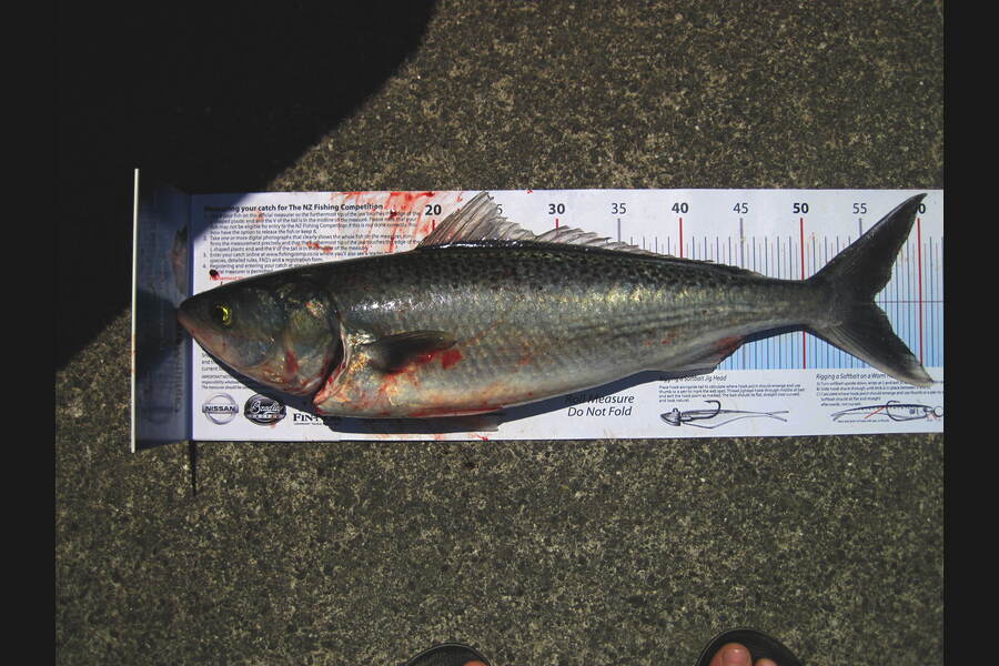 Brendon Deacon caught this 56.0cm Kahawai at tiri during The Export NZ Fishing Competition