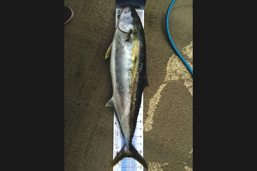 Brian Grey caught this 104.0cm Kingfish at Tauranga during The Export NZ Fishing Competition