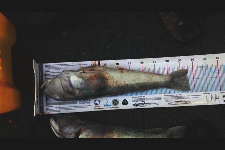 mat sharpe caught this 58.0cm Blue Cod at Lytteyton  during The Export NZ Fishing Competition