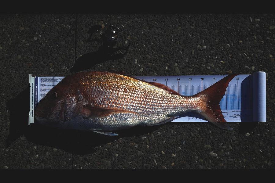 Michael Brown caught this 77.0cm Snapper at BOP during The Export NZ Fishing Competition