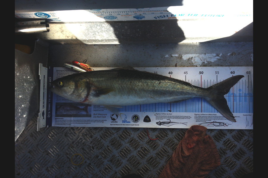 Brian  Gallogly caught this 57.0cm Kahawai at Waiheke Is during The Export NZ Fishing Competition