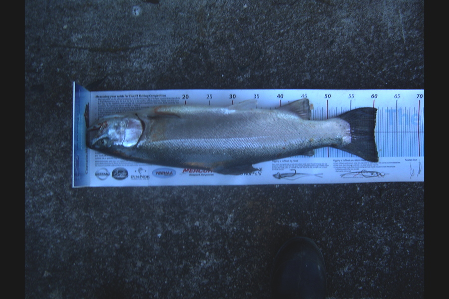Earle Silcock caught this 60.0cm Trout at lake Rotoiti during The Export NZ Fishing Competition