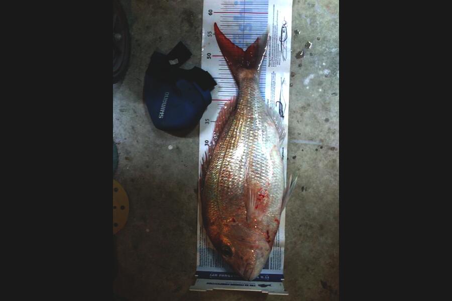 Andrew Froome caught this 51.0cm Snapper at Port Taranaki during The Export NZ Fishing Competition
