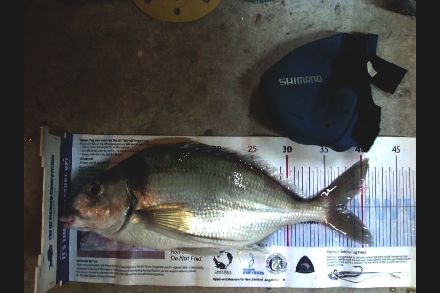Andrew Froome caught this 38.0cm Tarakihi at Port Taranaki during The Export NZ Fishing Competition