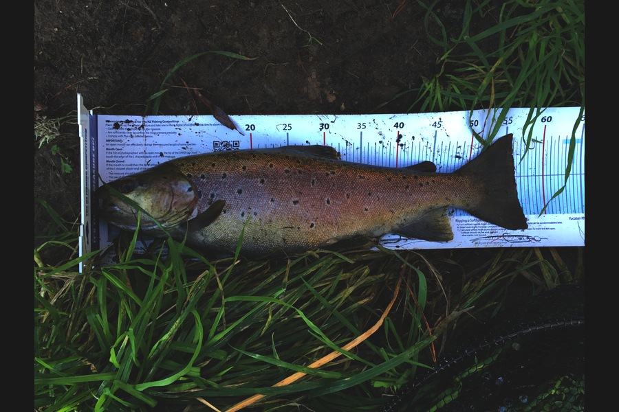 Ian Pedersen caught this 56.0cm Trout at Utuhina Stream BOP during The Export NZ Fishing Competition