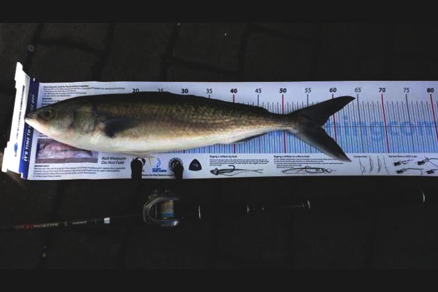 Mark Harvey caught this 57.0cm Kahawai at Whitianga  during The Export NZ Fishing Competition