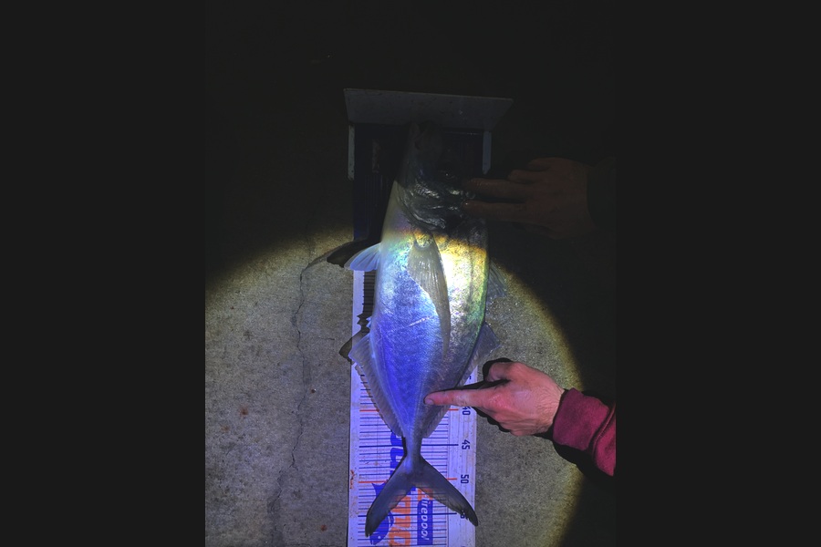 Rosie Phillips caught this 50.5cm Trevally at Northland during The Export NZ Fishing Competition