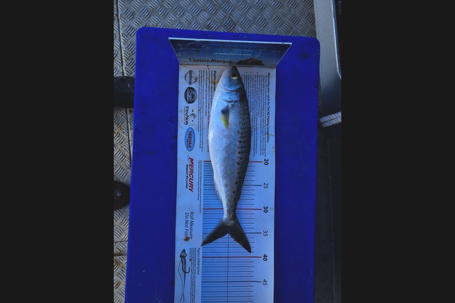 Darren Jones caught this 35.0cm Kahawai at Bay of Plenty during The Export NZ Fishing Competition
