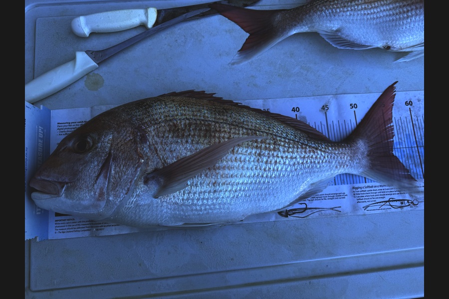 Greg George caught this 55.5cm Snapper at Taranaki during The Export NZ Fishing Competition