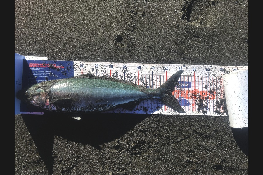 Adam Harrison caught this 52.0cm Kahawai at Wairarapa
 during The Export NZ Fishing Competition