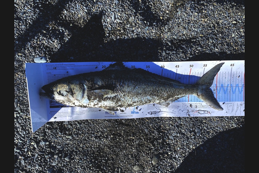 Arona Solomon caught this 57cm Kahawai at Wairarapa
 during The Export NZ Fishing Competition