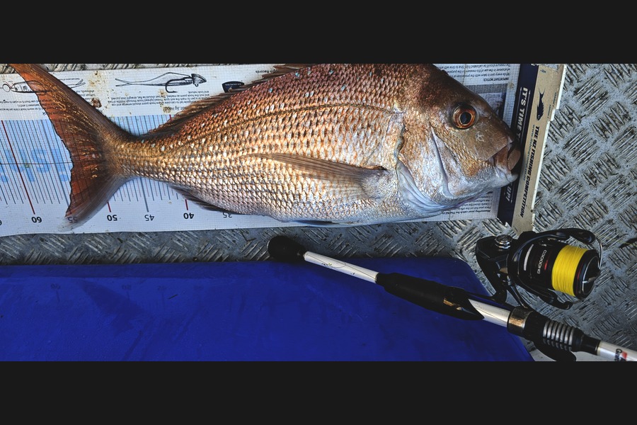 Brian  Gallogly caught this 53.0cm Snapper at Auckland during The Export NZ Fishing Competition