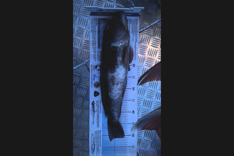 Shannon Birchfield caught this 51.0cm Blue Cod at tasman bay during The Export NZ Fishing Competition