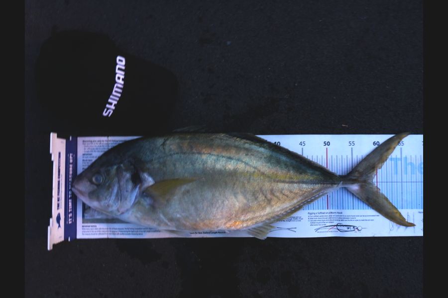 Mark Cotton caught this 59.0cm Trevally at D'Urville Island during The Export NZ Fishing Competition
