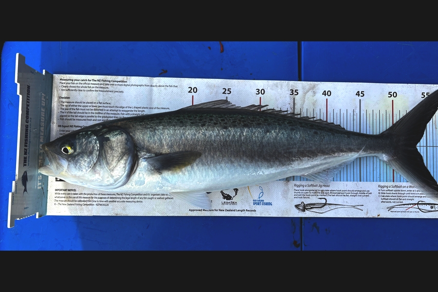 Paul Canning caught this 53cm Kahawai at Manawatu during The Export NZ Fishing Competition