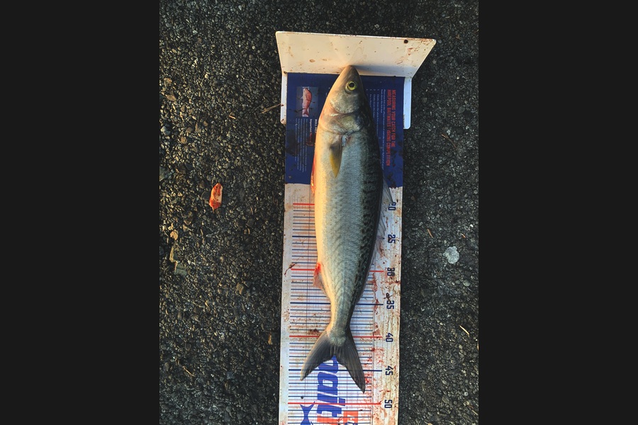 Rosie Phillips caught this 42.5cm Kahawai at Northland during The Export NZ Fishing Competition