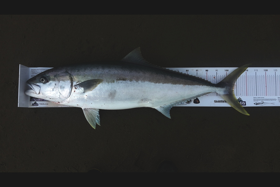 Lachlan Haddon caught this 103.5cm Kingfish at Kaipara  during The Export NZ Fishing Competition