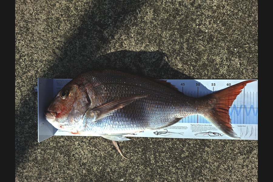 Dean Johnston caught this 60.0cm Snapper at Waikato during The Export NZ Fishing Competition