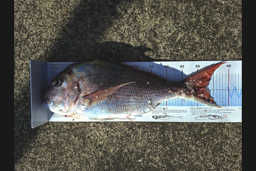 Kathryn  Johnston  caught this 52.0cm Snapper at Taranaki during The Export NZ Fishing Competition