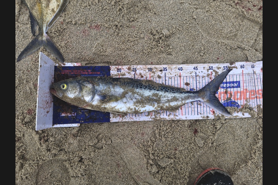 Rosie Phillips caught this 51.0cm Kahawai at Northland during The Export NZ Fishing Competition