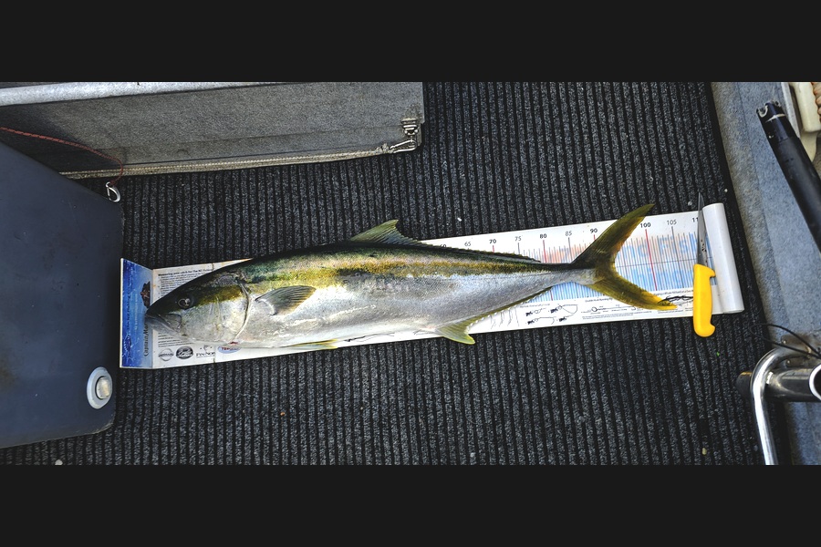 Frank van Vroonhoven caught this 93.0cm Kingfish at Bay of Plenty during The Export NZ Fishing Competition