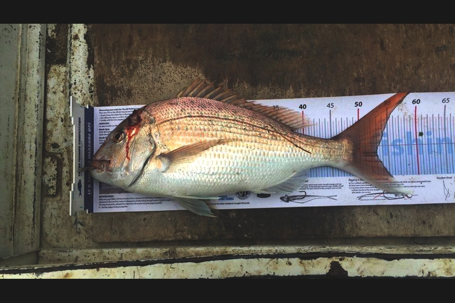Dennis Hamilton caught this 53.0cm Snapper at kaipara  during The Export NZ Fishing Competition