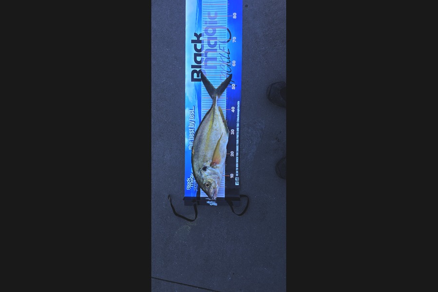 Josh Palmer caught this 49.0cm Trevally at Taranaki during The Export NZ Fishing Competition