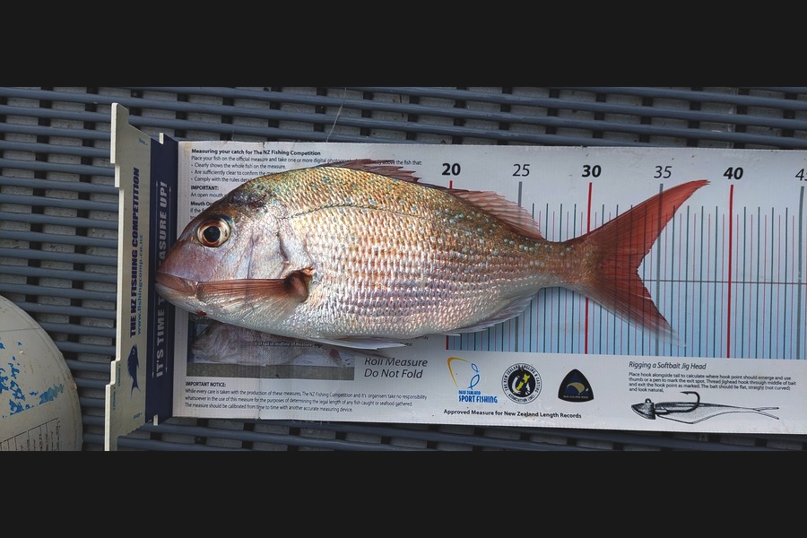 Janet Attwood caught this 33.5cm Snapper at Northland during The Export NZ Fishing Competition