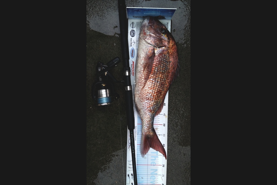 Graeme Mckay caught this 61.0cm Snapper at Lottin point during The Export NZ Fishing Competition