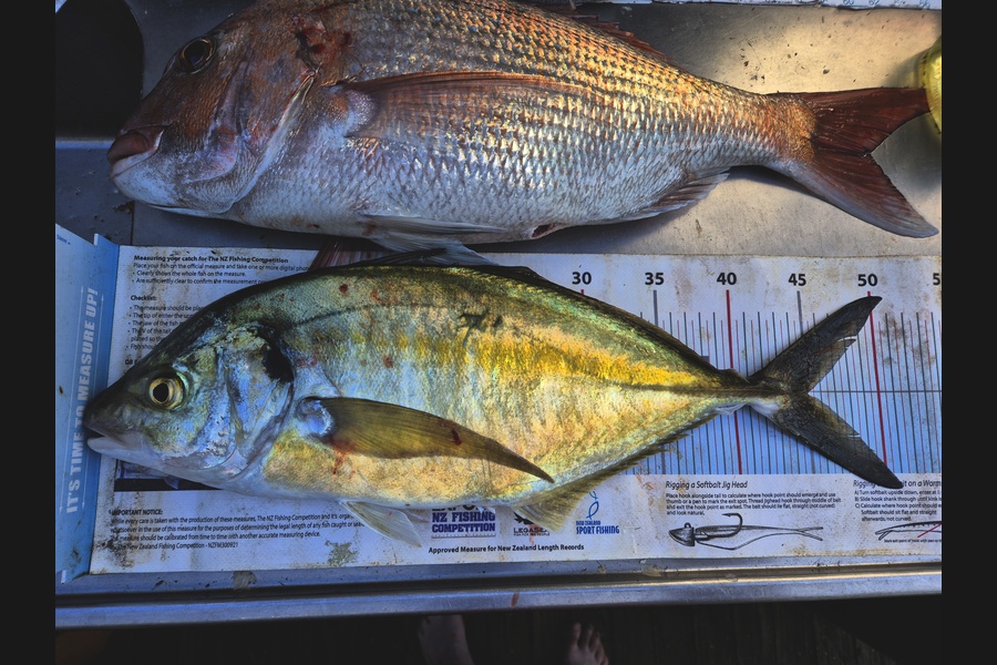 Jordan Boyd caught this 45.0cm Trevally at Wellington during The Export NZ Fishing Competition