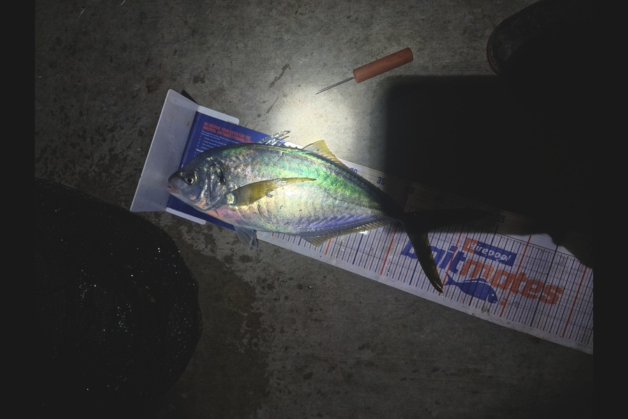 Craig Nelder caught this 44.5cm Trevally at Northland during The Export NZ Fishing Competition