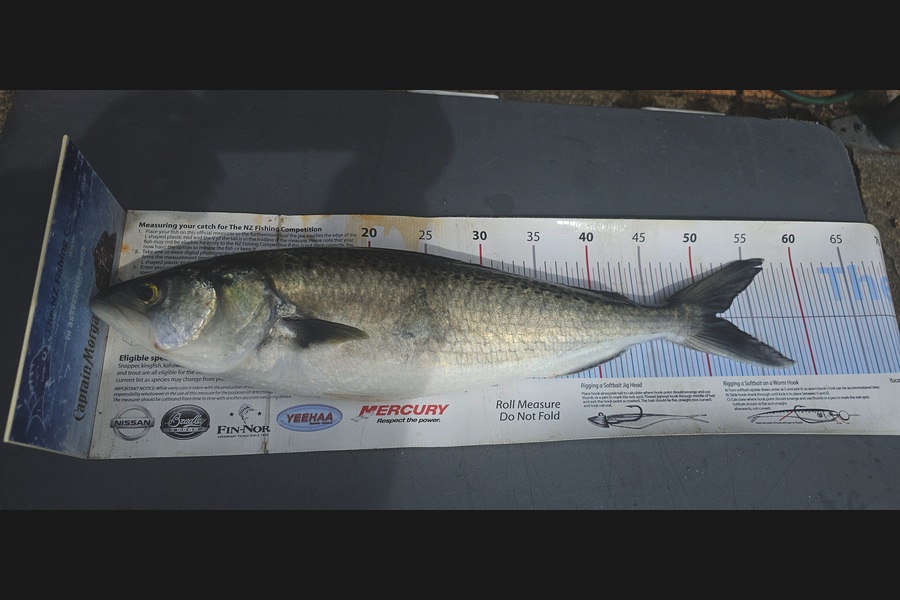 Frank van Vroonhoven caught this 51.5cm Kahawai at Bay of Plenty during The Export NZ Fishing Competition