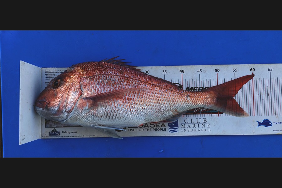 Barry  Howard caught this 54.0cm Snapper at Auckland during The Export NZ Fishing Competition