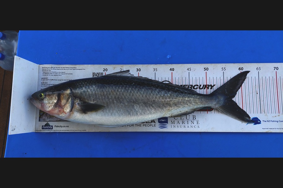 Barry  Howard caught this 57.0cm Kahawai at Auckland during The Export NZ Fishing Competition