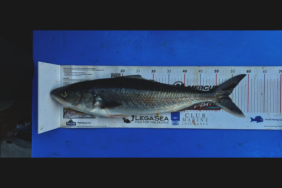Barry  Howard caught this 53.5cm Kahawai at Auckland during The Export NZ Fishing Competition