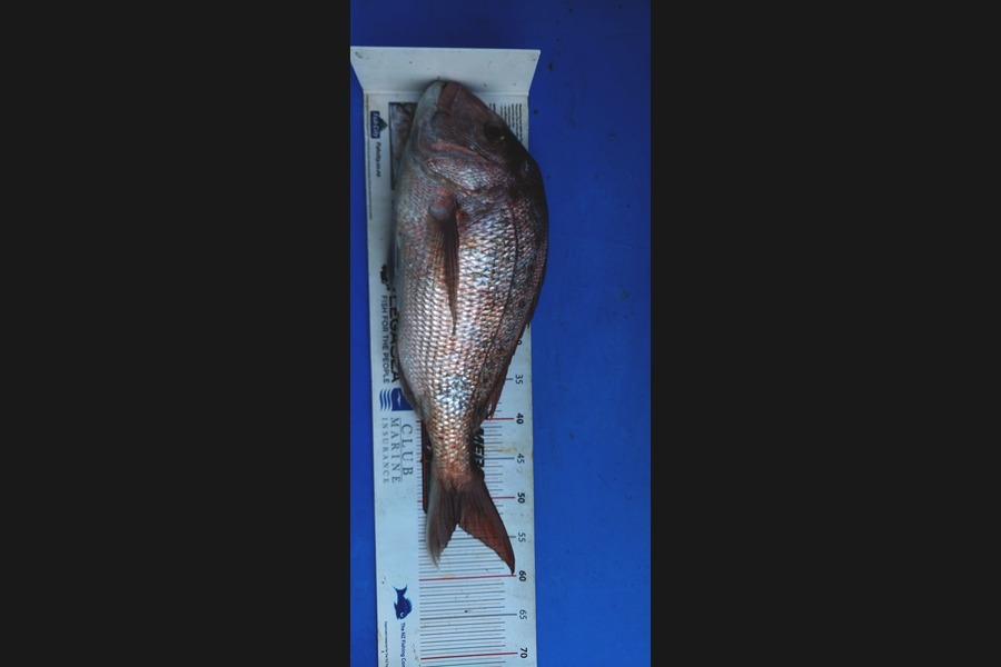 Barry  Howard caught this 53.0cm Snapper at Auckland during The Export NZ Fishing Competition