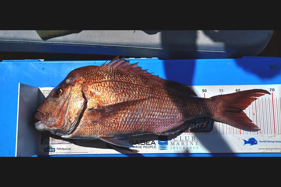 Barry  Howard caught this 61.0cm Snapper at Auckland during The Export NZ Fishing Competition