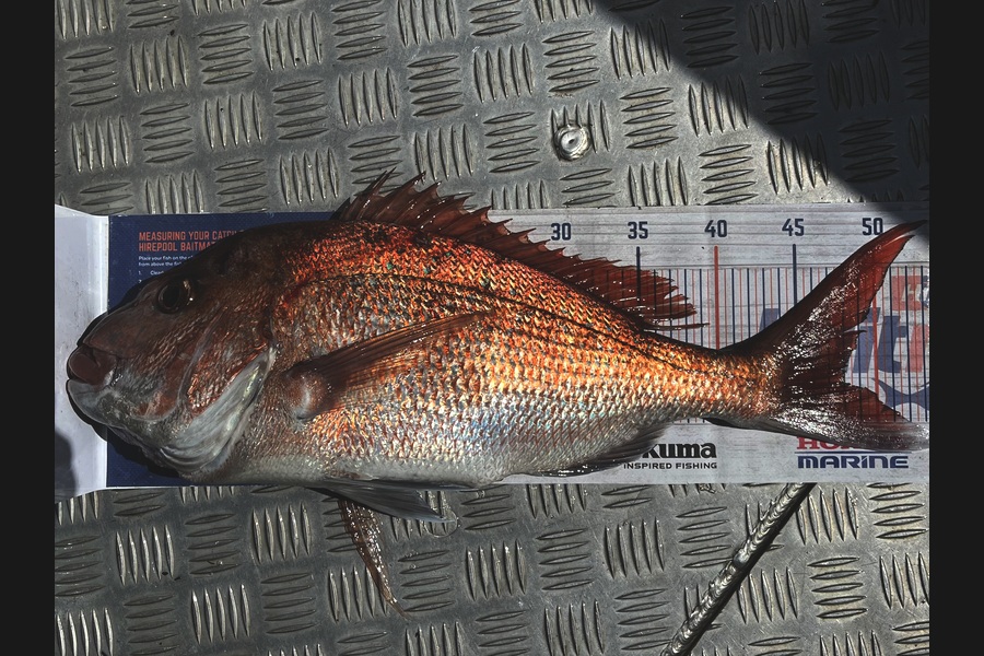 Rhys Holding caught this 48.0cm Snapper at Coromandel during The Export NZ Fishing Competition
