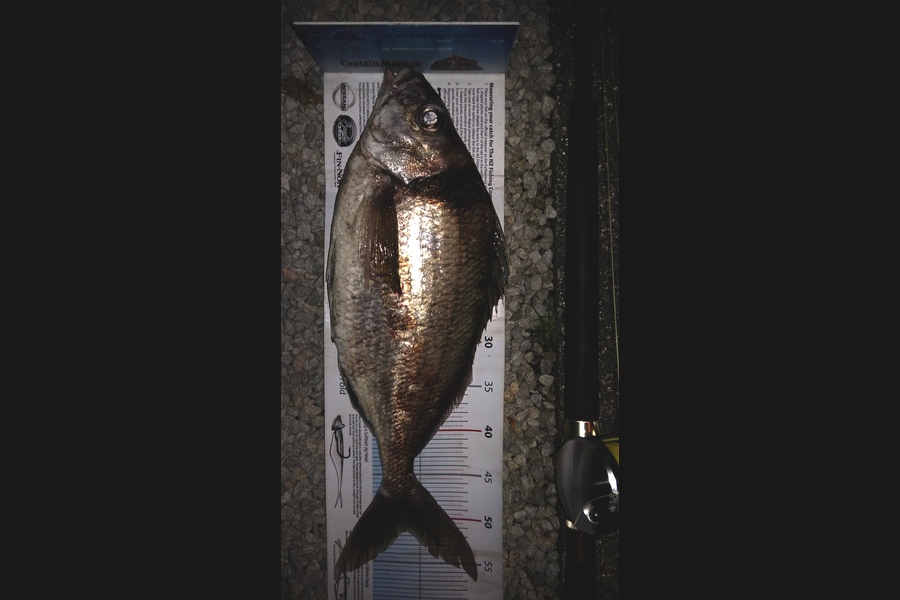 Graeme Mckay caught this 51.5cm Tarakihi at Gisborne during The Export NZ Fishing Competition