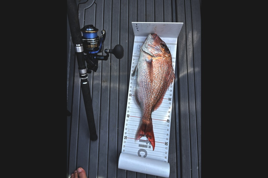Johnny Kolk caught this 47.0cm Snapper at Bay of Plenty during The Export NZ Fishing Competition