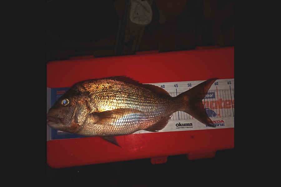 Mike Morphett caught this 54.0cm Snapper at Northland during The Export NZ Fishing Competition