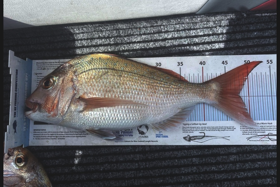 James McLean caught this 47.5cm Snapper at Coromandel during The Export NZ Fishing Competition