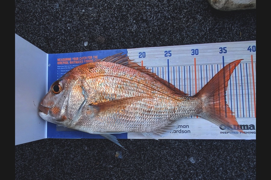 Sandra Dicker caught this 35.0cm Snapper at Auckland during The Export NZ Fishing Competition