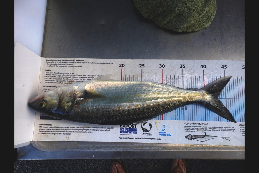 Andrew Tohu caught this 43.0cm Kahawai at Northland during The Export NZ Fishing Competition