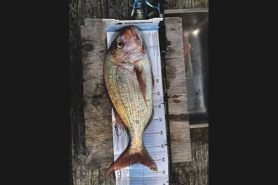 Doug Batchelor  caught this 50.5cm Snapper at Bay of Plenty during The Export NZ Fishing Competition