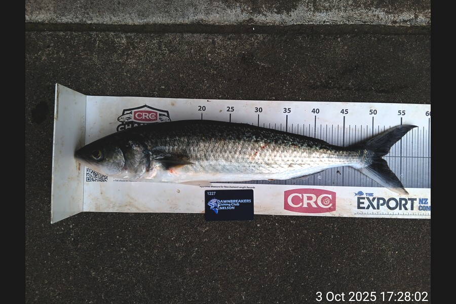 Razel Parsons caught this 51.5cm Kahawai at Nelson/Marlborough during The Export NZ Fishing Competition