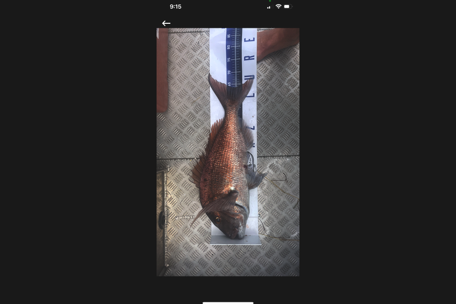 Matt Harrison caught this 63.5cm Snapper at Northland during The Export NZ Fishing Competition