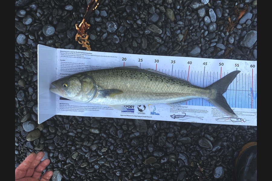 Arona Solomon caught this 50.5cm Kahawai at Wairarapa
 during The Export NZ Fishing Competition