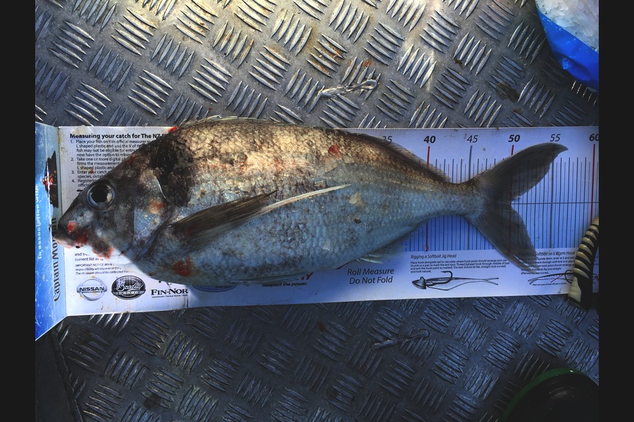 Richard Davies caught this 50.0cm Tarakihi at Welly West during The Export NZ Fishing Competition