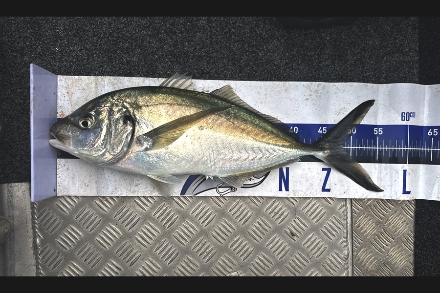 Tom Harley caught this 48.5cm Trevally at Northland during The Export NZ Fishing Competition